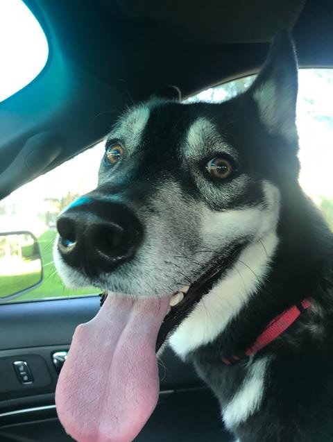 MBTA's tweet photo. #MBTA #BlueLine &amp; @Massport rescued a lost husky from busy Airport Station this morning. The dog is safely with @Massport police https://t.co/GTp6X7smSR