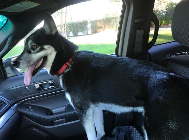 MBTA's tweet photo. #MBTA #BlueLine &amp; @Massport rescued a lost husky from busy Airport Station this morning. The dog is safely with @Massport police https://t.co/GTp6X7smSR