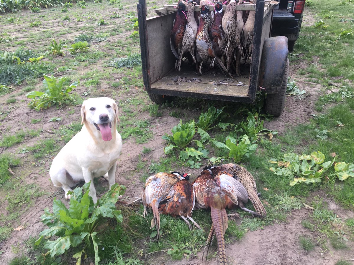 robdvet's tweet photo. Great morning out on the north downs with @manorfarmsurrey fantastic shooting #pheasanthunting #game2017 https://t.co/EN1GY2jIQQ