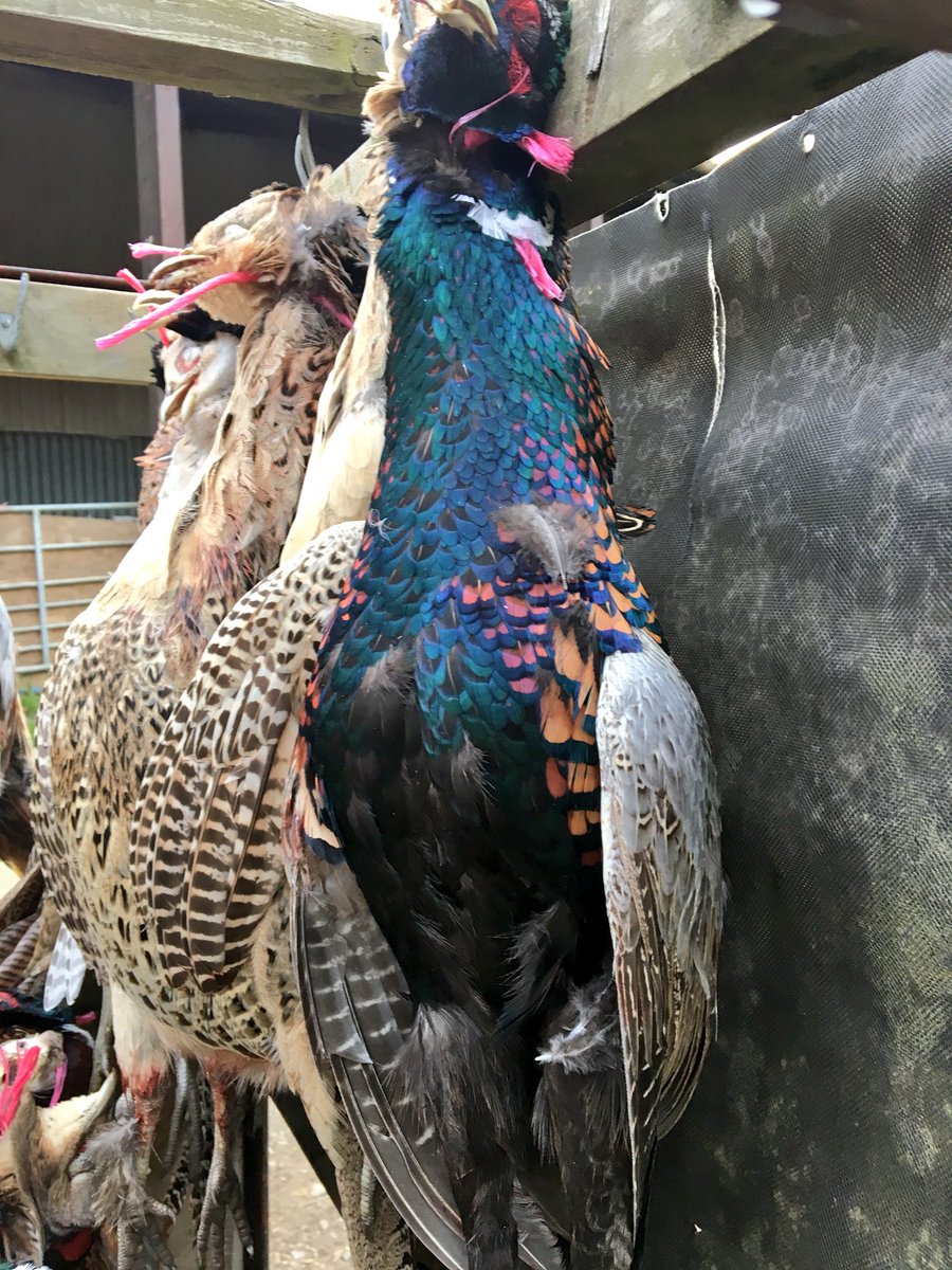 robdvet's tweet photo. Great morning out on the north downs with @manorfarmsurrey fantastic shooting #pheasanthunting #game2017 https://t.co/EN1GY2jIQQ
