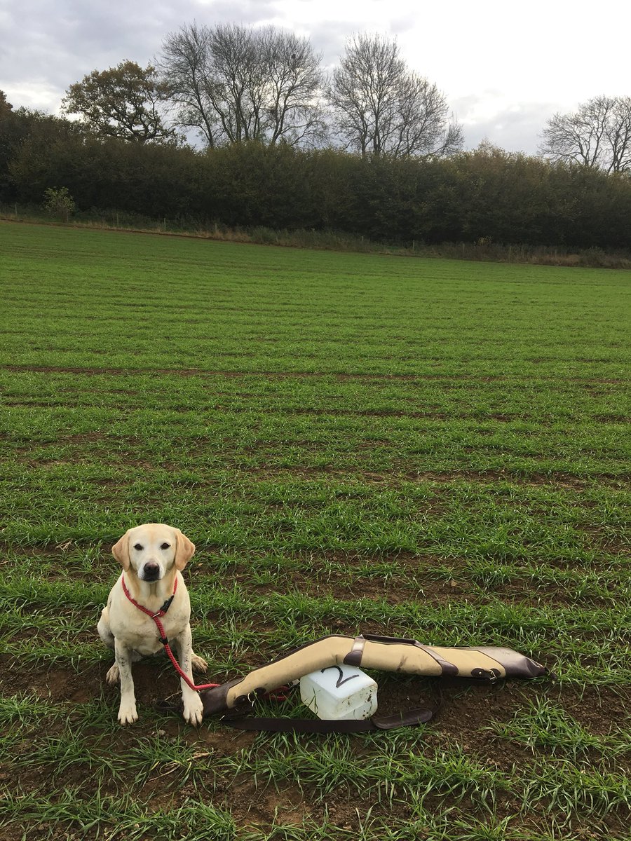 robdvet's tweet photo. Great morning out on the north downs with @manorfarmsurrey fantastic shooting #pheasanthunting #game2017 https://t.co/EN1GY2jIQQ