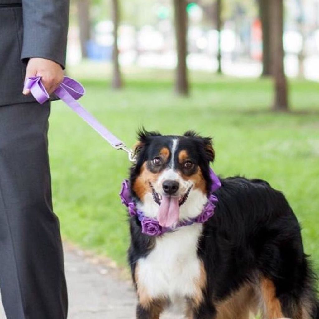 CupidCollars's tweet photo. Thank you so much to all the gorgeous pooches and their lovely owners who have sent in there wedding day photos.⠀
… https://t.co/wv47iogfxI https://t.co/mqtnr9F9Zw