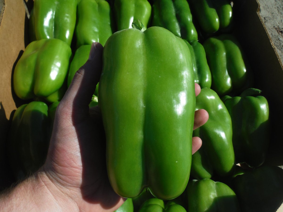 JJRanchProduce's tweet photo. New Photos of our Coachella Valley Fall Crops! We have Eggplant, Green Bells, Green Beans, and White Corn https://t.co/qn3LYtyRDb