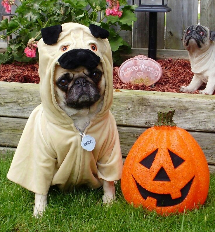 cbm_ltd's tweet photo. ||How to give your pets a safe and happy Halloween🎃||🐶 #CBM #pets #Halloween 》》  https://t.co/0oAPDDb4u0 via @HumaneSociety https://t.co/qIZIXYstRN