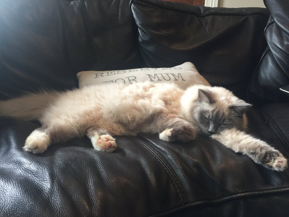 _jessicaljones's tweet photo. My little kitty is missing in #plaxtol #shipbourne. Please RT and help us find her ☹️ @kentlivenews https://t.co/qeVzuHfiu8