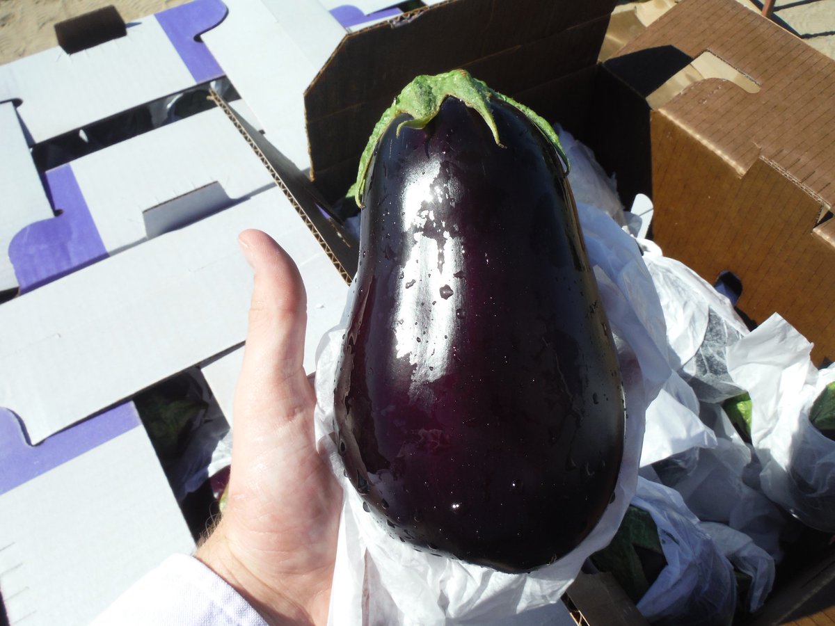 JJRanchProduce's tweet photo. New Photos of our Coachella Valley Fall Crops! We have Eggplant, Green Bells, Green Beans, and White Corn https://t.co/qn3LYtyRDb