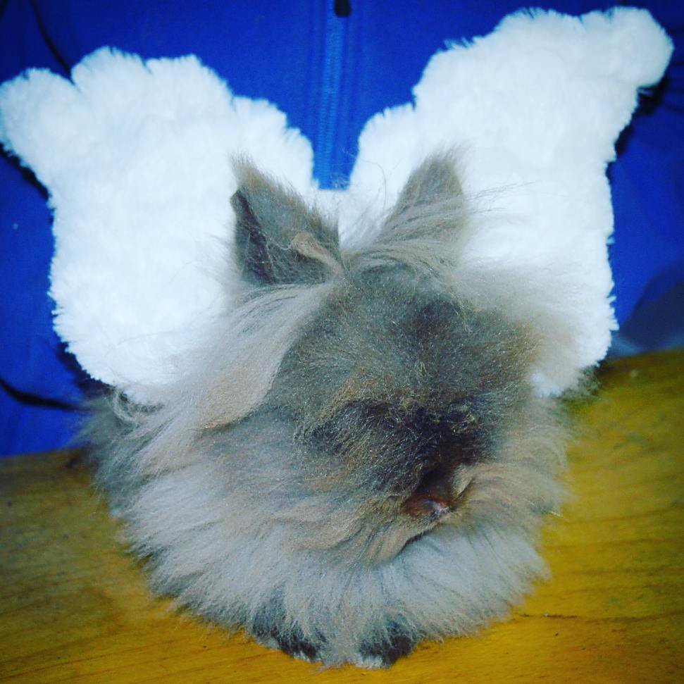 tpklovesplants's tweet photo. Which bunny would you listen to when deciding whether to eat that candy? Angel Duke Gooseberry or Devil Princess Penny? Hoppy #Halloween! https://t.co/450vEbnCXR