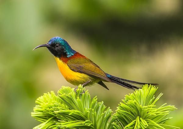MountainQuests's tweet photo. The #Birds of the eastern #Himalaya | @frontline_india https://t.co/xzt8ZZUWPU https://t.co/BQRnQmpaU6