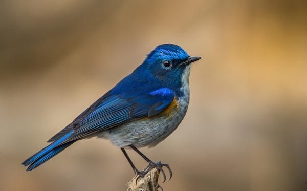 MountainQuests's tweet photo. The #Birds of the eastern #Himalaya | @frontline_india https://t.co/xzt8ZZUWPU https://t.co/BQRnQmpaU6