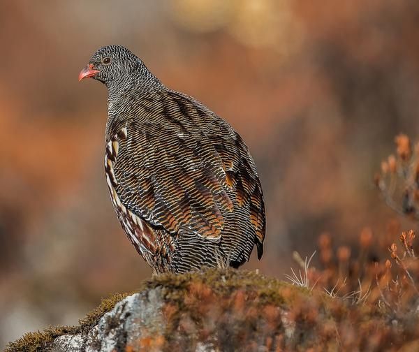 MountainQuests's tweet photo. The #Birds of the eastern #Himalaya | @frontline_india https://t.co/xzt8ZZUWPU https://t.co/BQRnQmpaU6