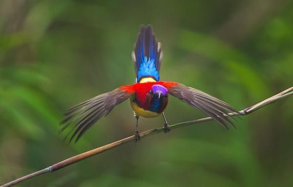 MountainQuests's tweet photo. The #Birds of the eastern #Himalaya | @frontline_india https://t.co/xzt8ZZUWPU https://t.co/BQRnQmpaU6