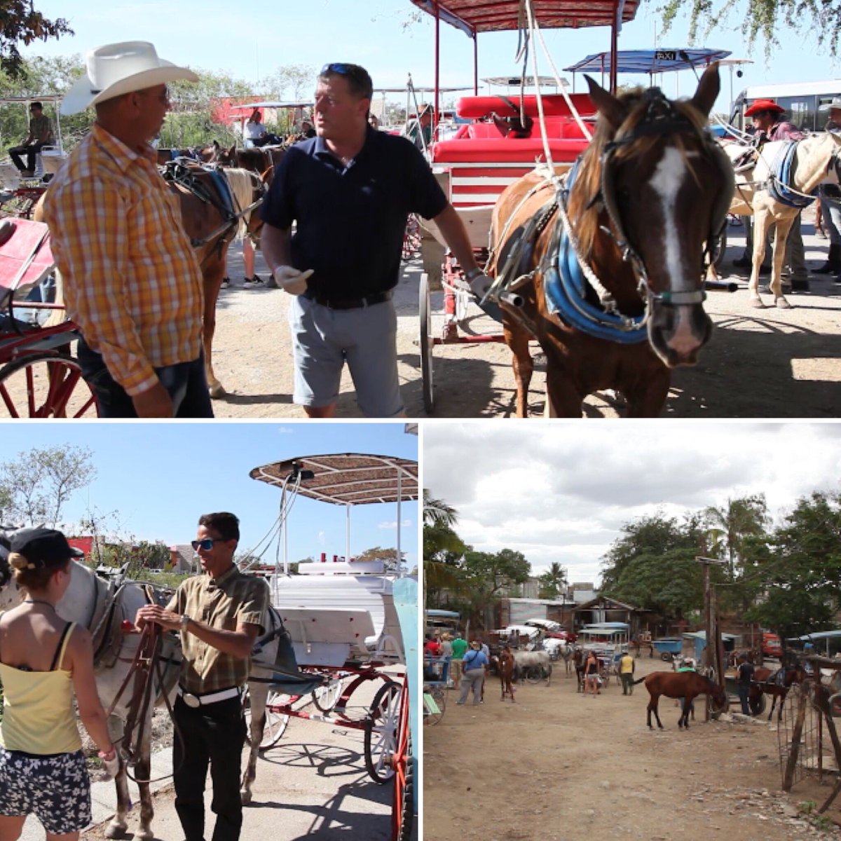 Gary_Witheford_'s tweet photo. #HelpCubanHorses was featured on the @HorseAndCountry channel in June & tonight you can catch another feature... https://t.co/OBHv8FuNr5 https://t.co/Yky2Ghho9E