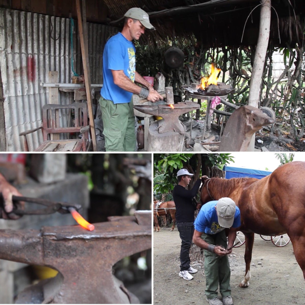 Gary_Witheford_'s tweet photo. #HelpCubanHorses was featured on the @HorseAndCountry channel in June & tonight you can catch another feature... https://t.co/OBHv8FuNr5 https://t.co/Yky2Ghho9E