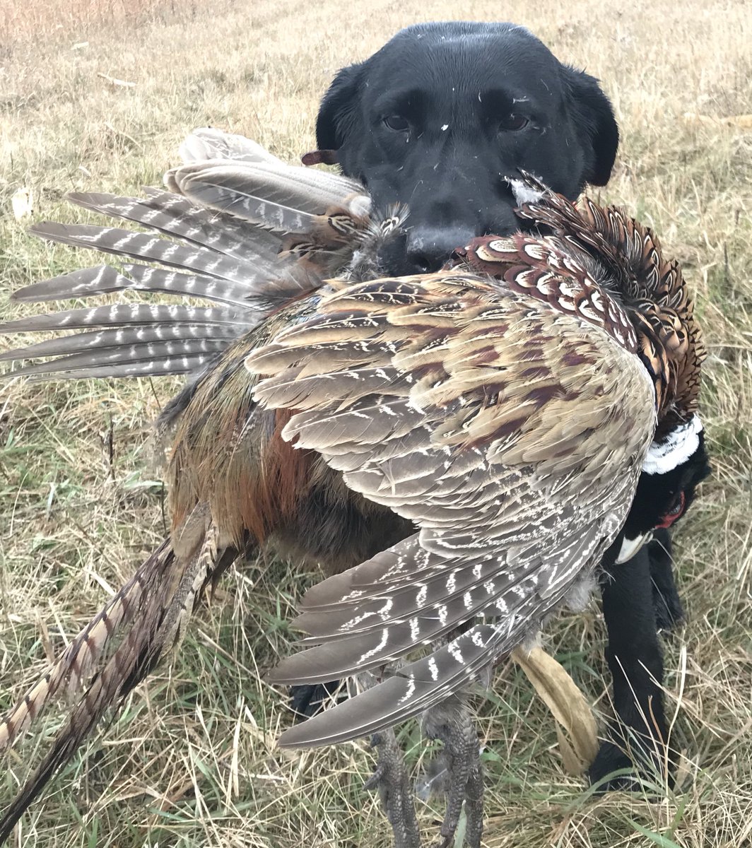 ac_monsters's tweet photo. Great weekend in South Dakota. Phenomenal hunting! What a great state to visit. https://t.co/xtR0qS5bJx