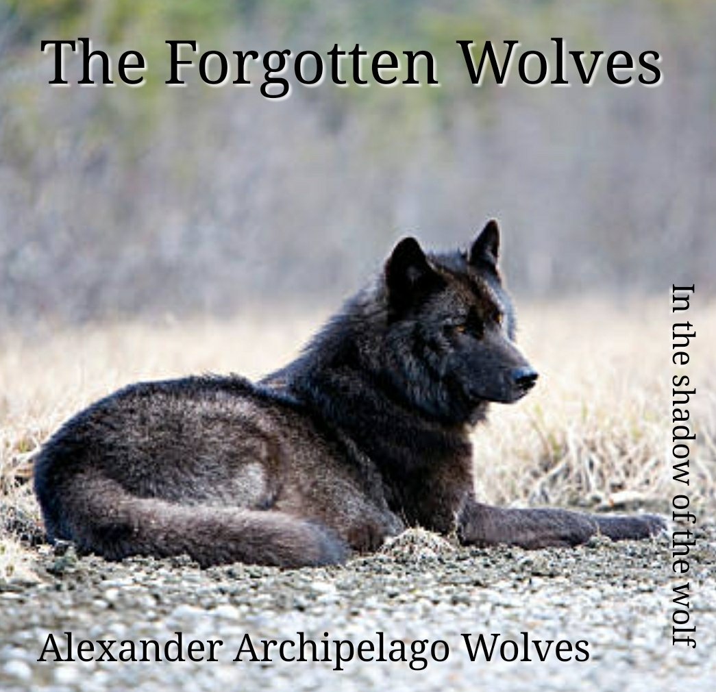 AEAllen27's tweet photo. #AlexanderArchipeligoWolves
#PrinceOfWalesWolves
The subsistence hunt has... https://t.co/52qNNXS0R8 https://t.co/HqETQyCoMt