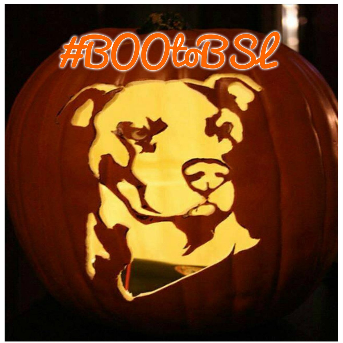 AdamAnEveTheDog's tweet photo. Have a great #Halloween from me & Eve to all those fighting something a lot more scary than halloween
#BooToBsl #Itsbullawareness #Endbslworld https://t.co/rqn8Xhu0Y7