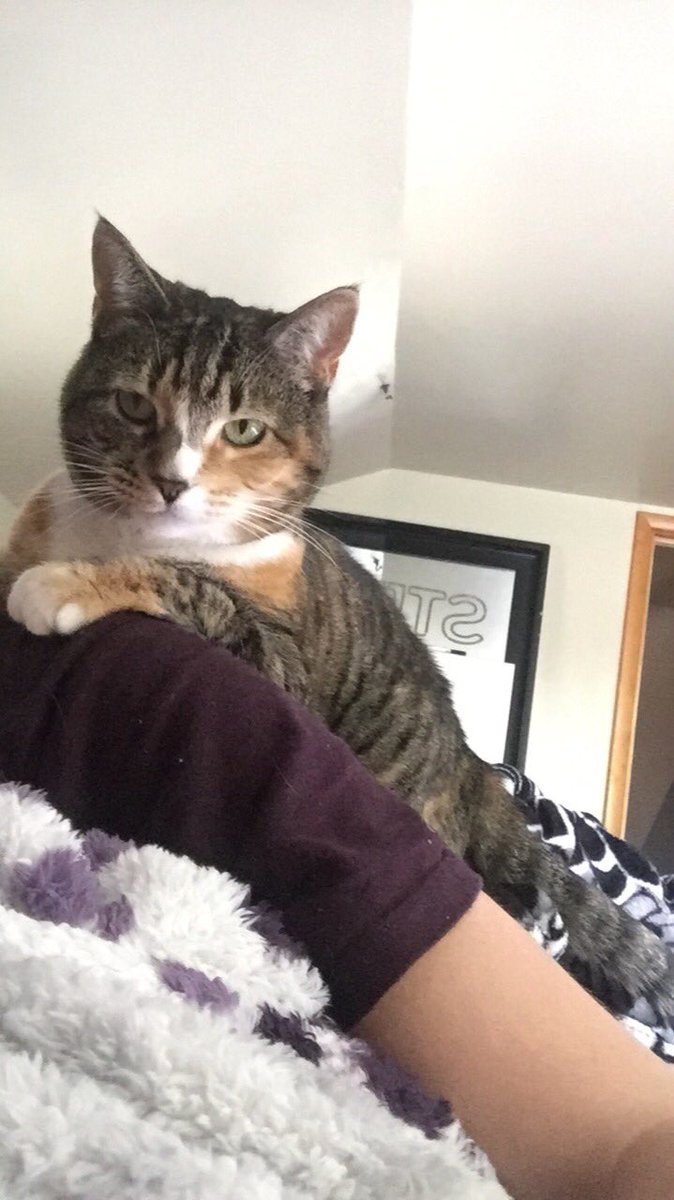 Trin_Maxwell's tweet photo. i hope you are as obsessed with me as i am with my cat https://t.co/NO2WFsv07c