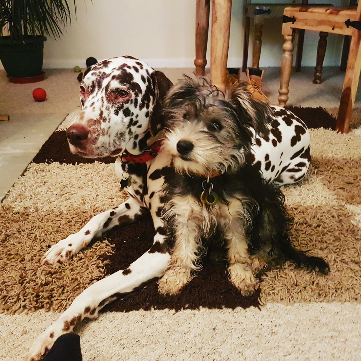 Helen Tredwell tweet media