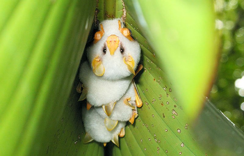 RnfrstAlliance's tweet image. The Honduran white bat is vegetarian &amp;amp; lives in heliconia plants. They wouldn&apos;t drink blood if you asked. bit.ly/2hsSahQ #Halloween