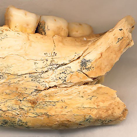 PrehistoricMojo's tweet photo. The Paleo Files: Part of the human #jaw, cave of Mala #Balanica, 500.000 yrs old, homo erectus #NationalMuseumBelgrade #PrehistoricSerbia https://t.co/T5tWEQ3tTY