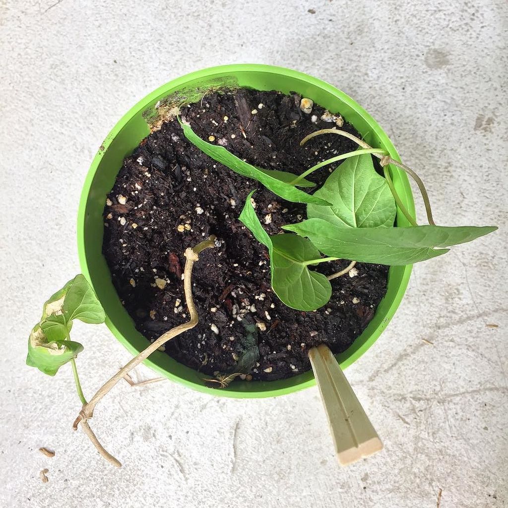 theflawedartist's tweet image. It’s my 2nd attempt at rooting Pakalana. This time with rooting hormone. Bitch grow! 😂 #keitosays #pakalana #rooti… ift.tt/2yjE8d0