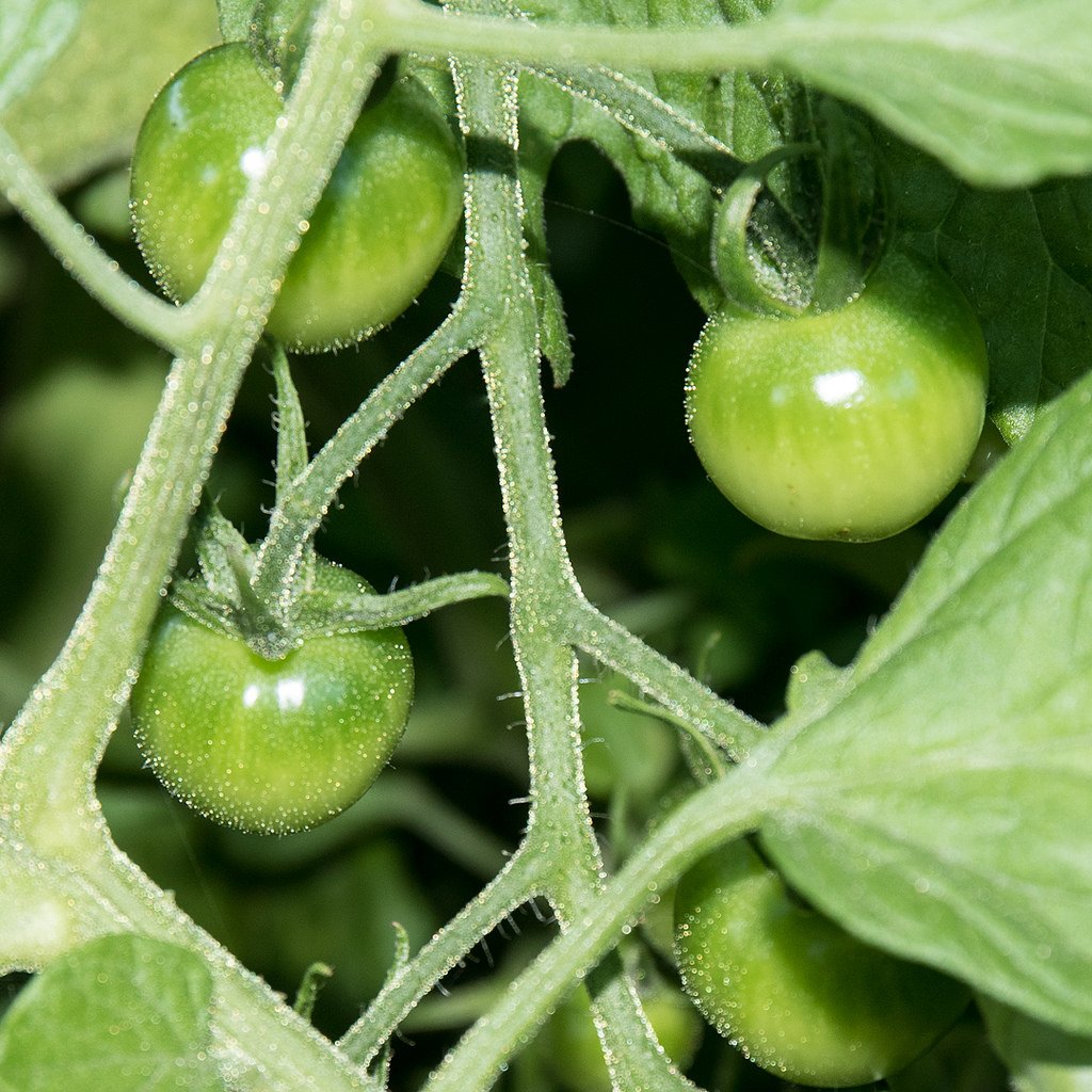 EcoHomeTips's tweet image. #survivalfitnessplan #sustainableliving