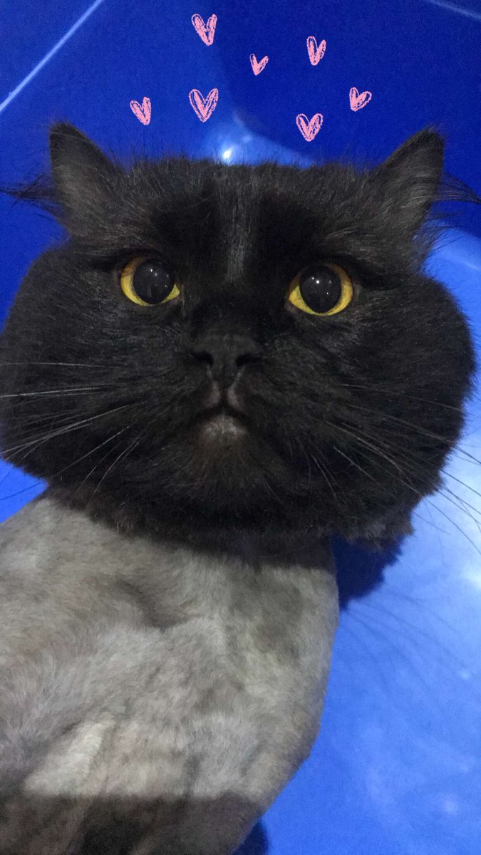 #beautiful #cat #shavingcats