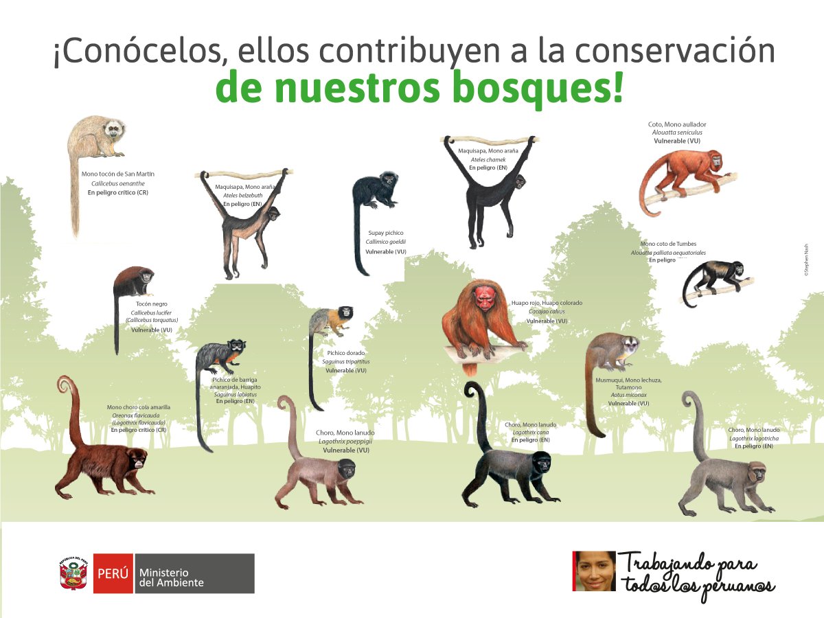 MinamPeru's tweet photo. ¿Sabías que Perú está entre los 5 países con más diversidad de primates?Ayúdanos a conservarlos no comprando fauna silvestre.#PerúNatural https://t.co/F7zga5f4ws