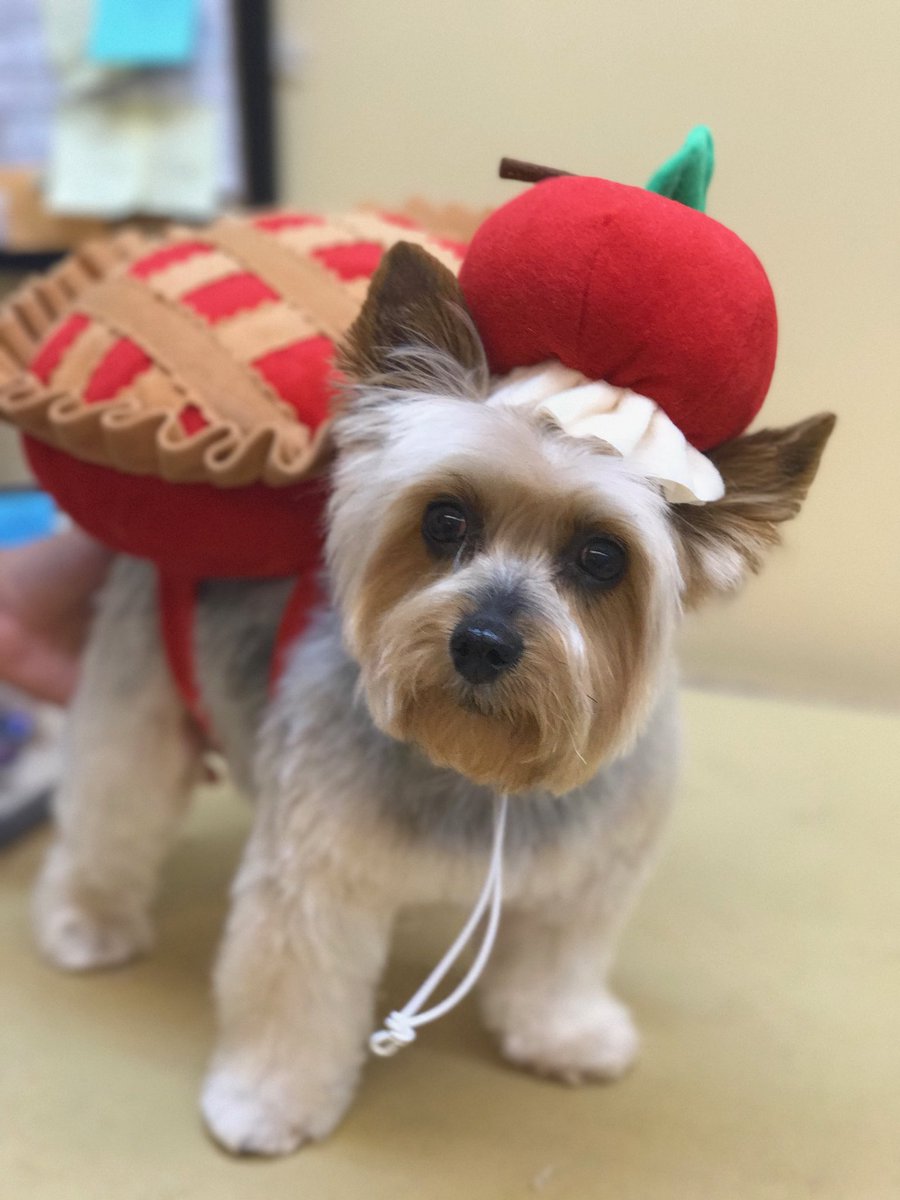 Cute as apple pie! <a href="/ssklr11/">Kristie Reisenweaver</a> @PetSmart_DaveK <a href="/JoannaZucker/">Joanna Zucker</a> <a href="/mikeboal/">Michael Clark</a>