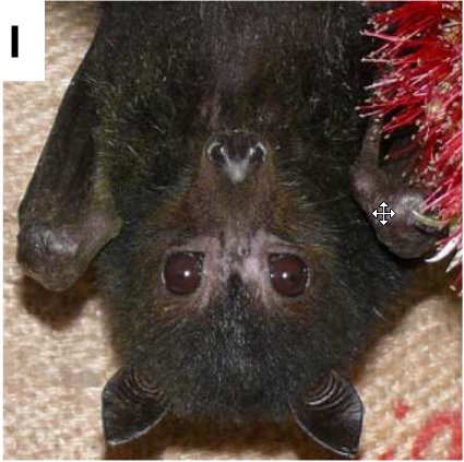 PLOSPathogens's tweet photo. Halloween throwback! Spooky #PathPearl: Bats and Viruses: Friend or Foe? #HappyHalloween
https://t.co/Xiqo3Q70GR https://t.co/c7xY7qQEk4