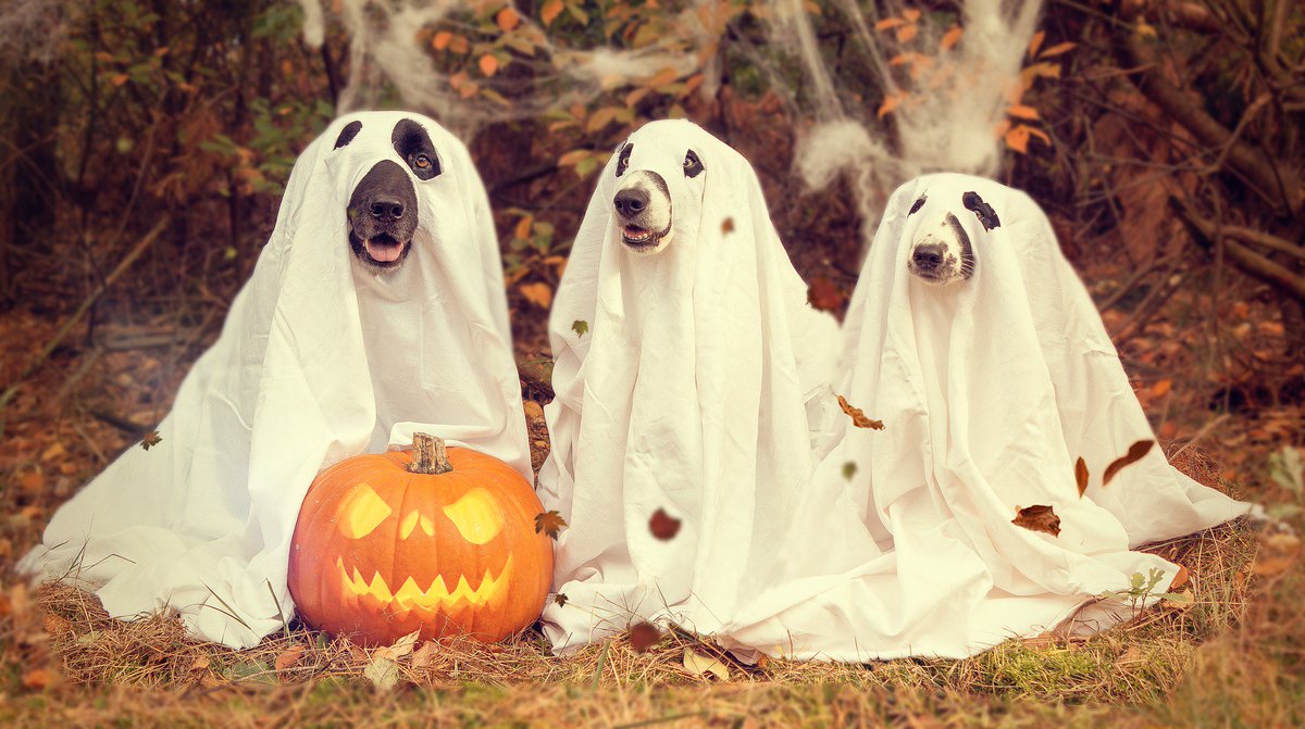 SemillasJARAD's tweet photo. Nos preparamos para pasar una noche terrorífica. ¡Feliz #Halloween! 👻🎃👻
#Mascotas #Terror #SemillasJarad https://t.co/rlXkSsk7so