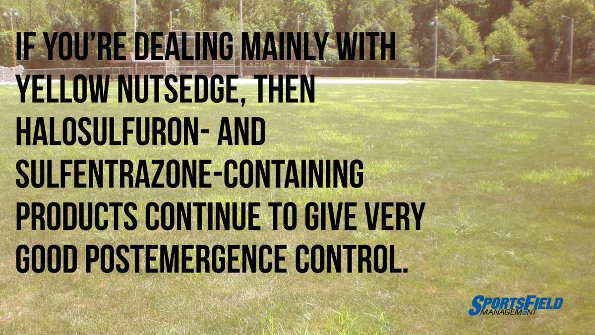 SFM_Magazine's tweet photo. Remember that sedges are not grasses, but “grass-like.” #TurfHealthTuesday https://t.co/uakMR5DMIO