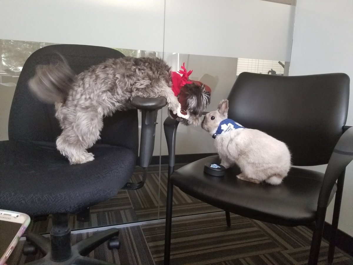 jaksattack's tweet image. Yupp. Nothing to see here....just a regular old aviator talking to a hockey player... #isllife #islburnaby #bunny