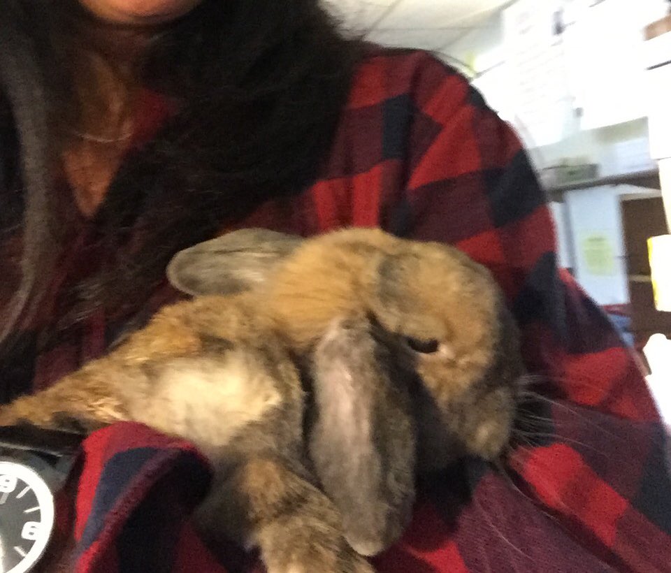 MrsPiechowski's tweet photo. Love this dude! Percy was my buddy during the Halloween Parade. #calmingbunny @ElmsRoad https://t.co/dkkFLFJKIO