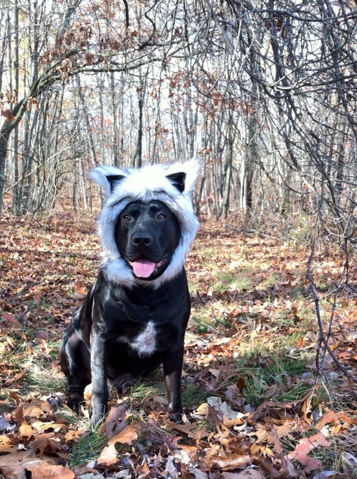 TheLanther's tweet photo. Happy HOWLoween!!! #Halloween https://t.co/nUy0oKpsR8