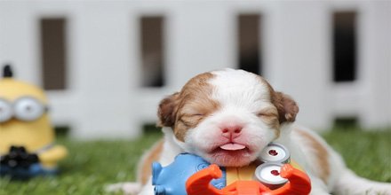 DaisyDogBlog's tweet image. Learn to handle puppy disputes the correct way....#puppiesforsale bit.ly/2pZaQJ6