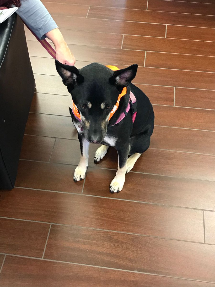 SubaruofCH's tweet photo. Got to love when our customers bring their dogs in. Check out this dog with our bandanna around its neck! #subarulovespets https://t.co/F7fMznN3kR