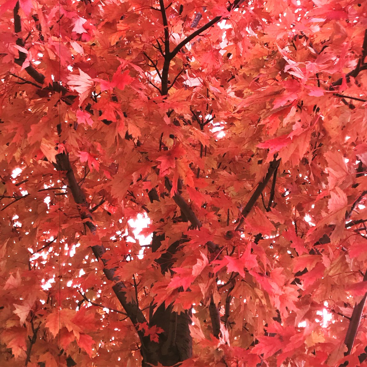 MVHS_Photo_Club's tweet photo. Fall is in full bloom around Metea. https://t.co/Ll8uIxnbY8