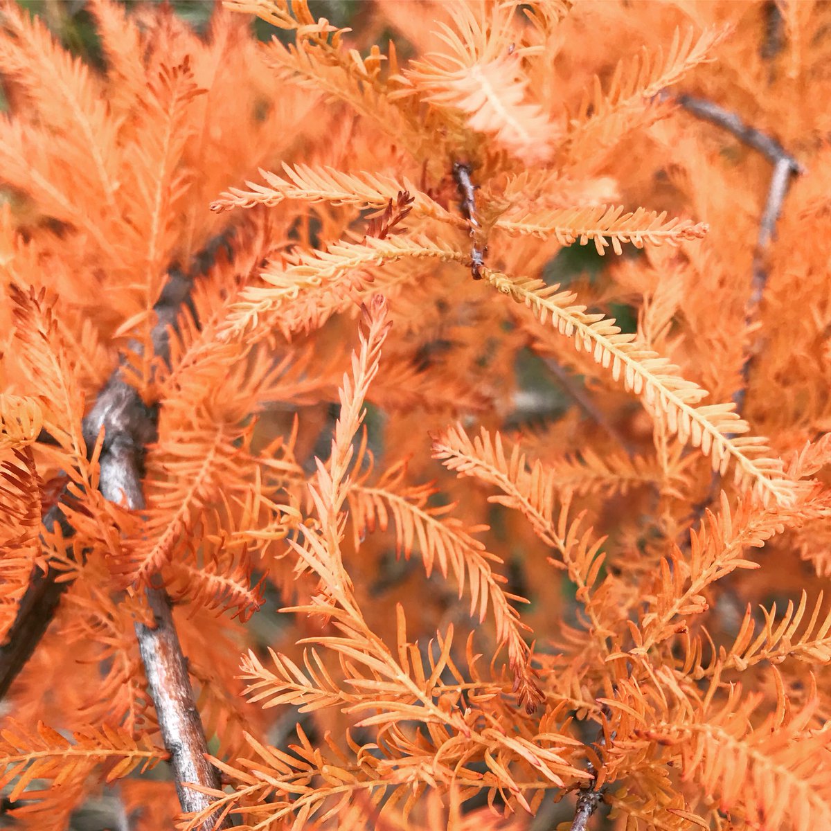 MVHS_Photo_Club's tweet photo. Fall is in full bloom around Metea. https://t.co/Ll8uIxnbY8