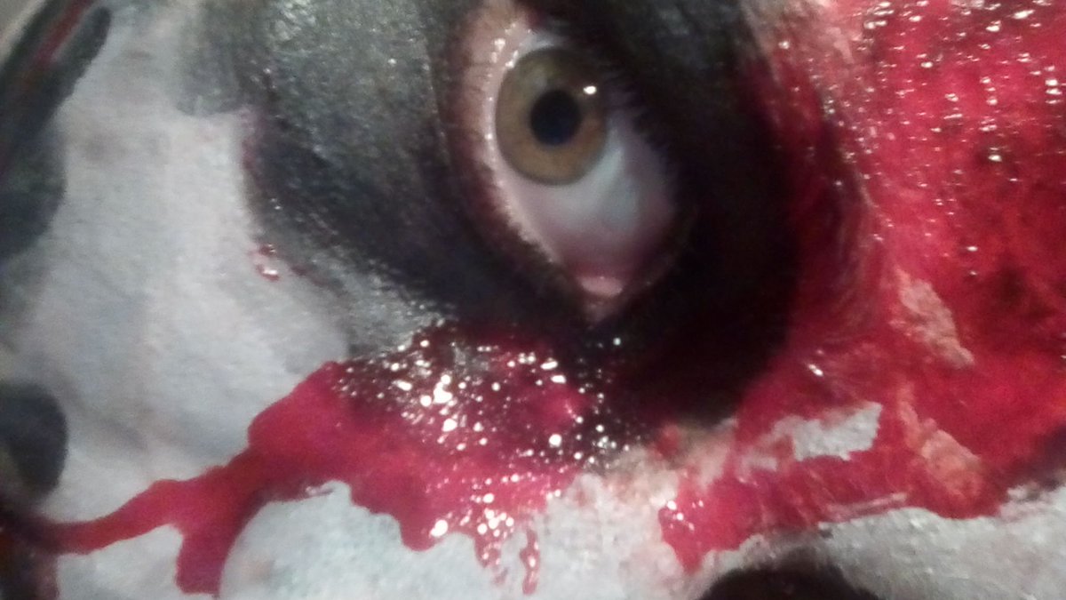 FojRosa's tweet photo. @Kronnomc esté Halloween voy a ir de tu persona solo me faltan los ojos https://t.co/GtU4iJWORF