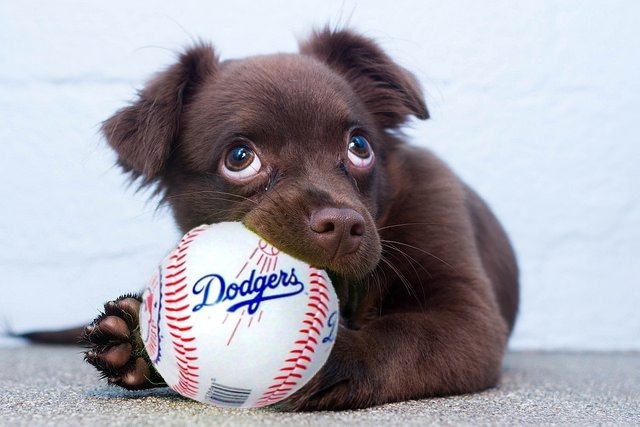spcaLA's tweet photo. @HoustonSPCA @astros @Dodgers Looking for this? #ThisTeam #WorldSeries #CuteBattle #Game6 https://t.co/jahfuJXWXi