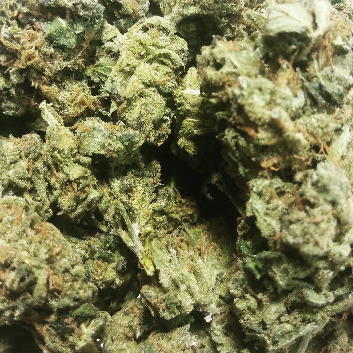 GHLabsDenver's tweet photo. Happy 🎃 Halloweed🎃 $100 Ounces of Chem-Thunder  GENERATION HEALTH DENVER'S LEADING DISPENSARY IN QUALITY PRODUCT AND QUALITY PRICES$$$$. https://t.co/uLJVLce9gF