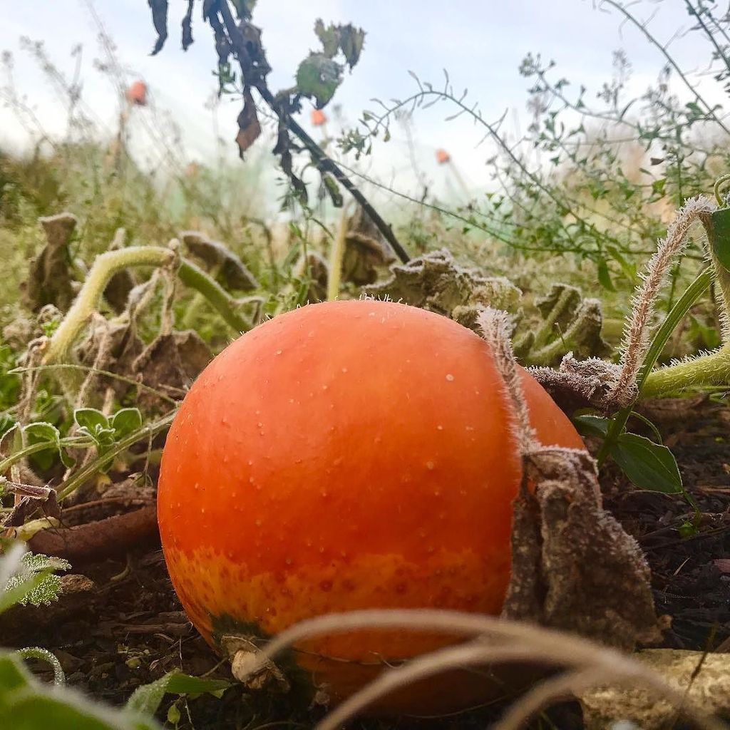 CotswoldAllotmenteer tweet media