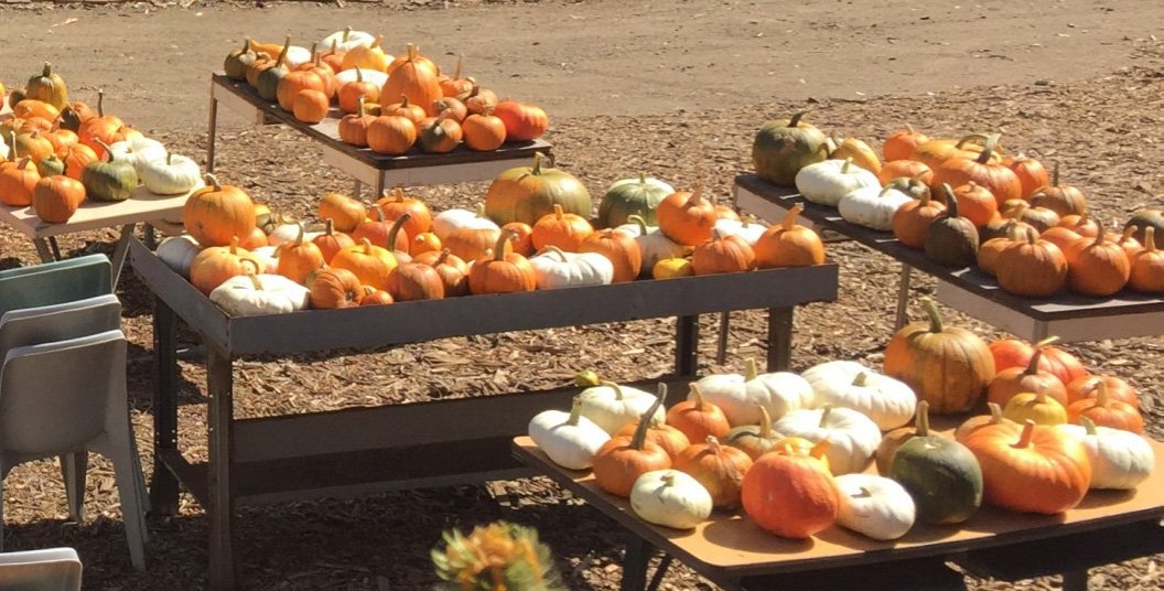 SheriffSF's tweet photo. .@SFGardenProject treated kids, schools &amp; nonprofits with pumpkins from its bountiful harvest. #sfsd #SanBrunoJail #HappyHalloween https://t.co/B9qwldfV9e