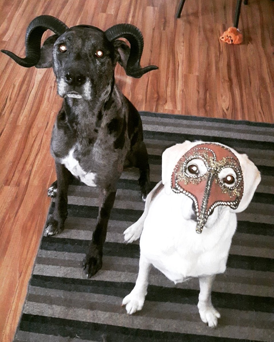 lvlacusta's tweet photo. Say hello to Bapho-Mutt &amp; The Plague Vet.
#dogsoftwitter #petcostumes #dogsofhalloween #catahoula #beagle #baphomet #plaguedoctor https://t.co/uuMLStVB97