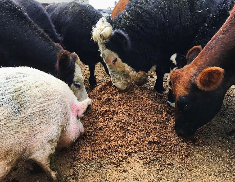 embctweets's tweet photo. Some of our friends at @pingreefarms eating our leftover spent grain from the brew process. We love to see this kind of recycling! #backtot… https://t.co/OnWP7MTF2w