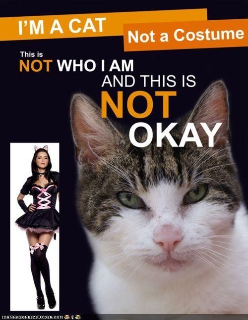ActualAnarchy's tweet photo. Cats have feelz too. #Halloween #MemeStash #MemeCache https://t.co/i3UIchCFFx