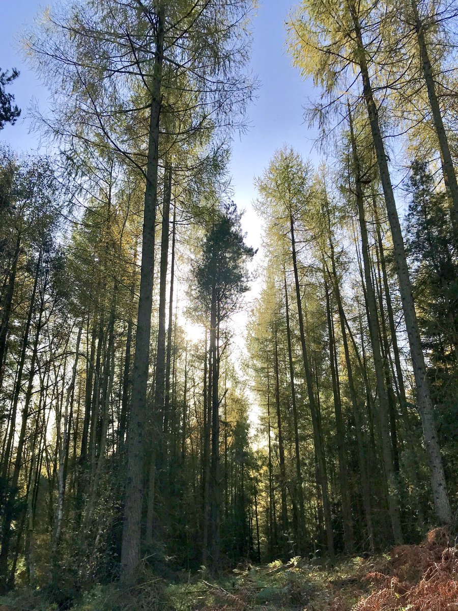 garyrobson2's tweet photo. Went for a run round #Yearsley Woods last Sunday, will defo be going back ...
#northyorkshire #strava #ukrunchat https://t.co/69LbMRP0vT
