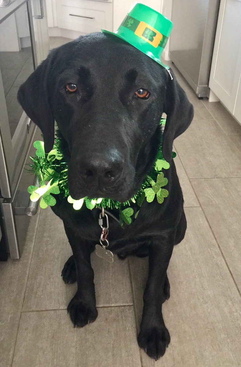 gailmccauley502's tweet photo. Halloween is not just for humans... Happy Halloween from me &amp; our Irish leprechaun Brady 🍀🍀🍀
#HappyHalloween2017 https://t.co/uhzYjuwogA