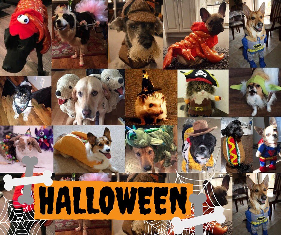 CalgaryTrailPet's tweet photo. Happy Halloween from Calgary Trail Animal Hospital (and our adorable patients 😍)! 👻😱🎃 #VCAcanada https://t.co/WHBCW4J7l8